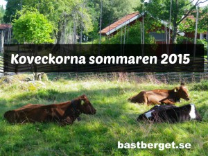 Läs mer om artikeln Koveckor sommaren 2015