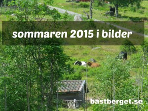 Läs mer om artikeln Sommarkollage 2015